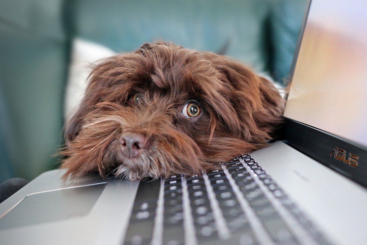 Hund mit treuem Blick und Kopf auf Laptop